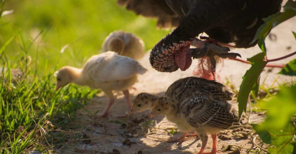 Baby turkey - turkey poults with mother