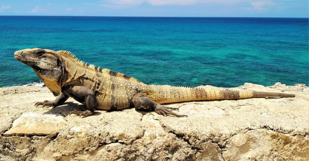 Colorful iguanas - Yucatan Spiny-Tailed Iguana