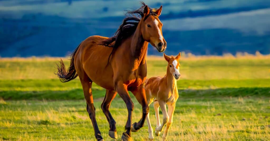 Baby horse - foal and adult