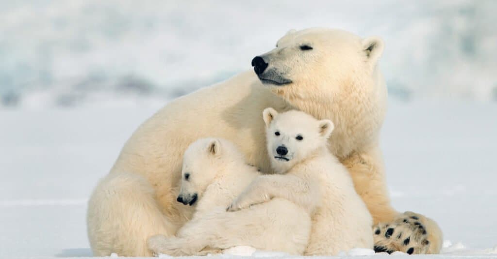 Polar Bear Baby - Cub with parent