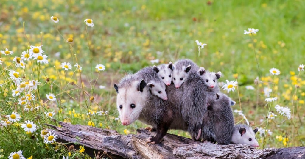 ทารก-opossum ครอบครัว
