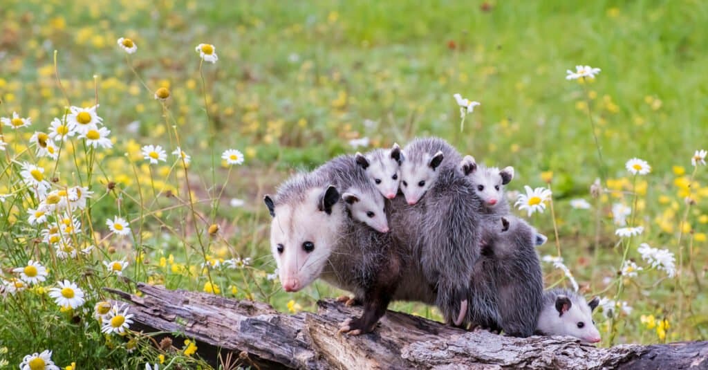 What S A Baby Opossum Is Called 4 More Amazing Facts Az Animals