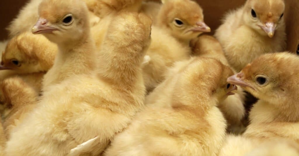 Baby Turkey - Turkey poults