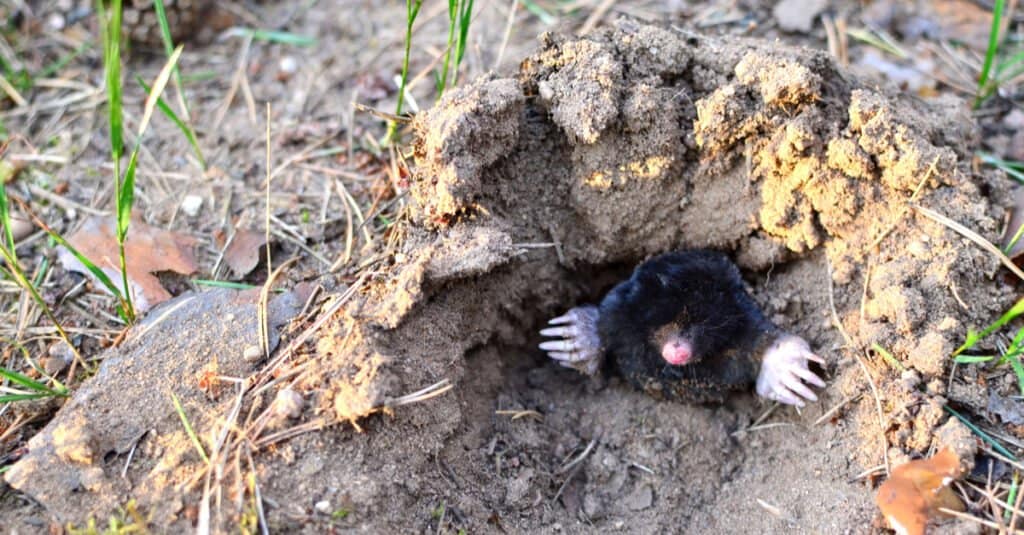 What’s a Baby Mole Called & 4 More Amazing Facts! - A-Z Animals