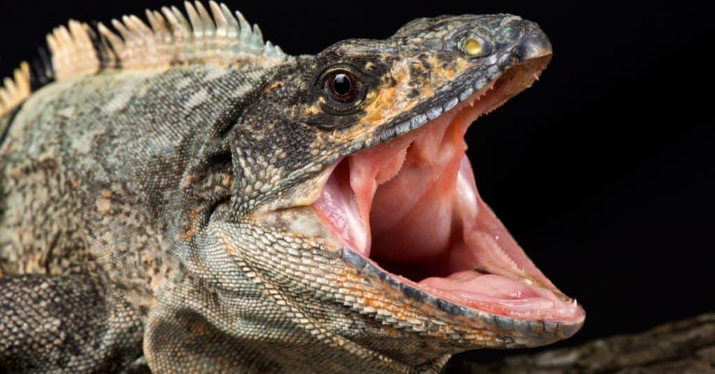 black-spy-tailed-iguana-mouth-close-up