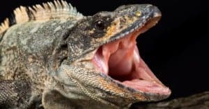 Iguanas VS Komodo Dragons: Differences To Set Them Apart Picture