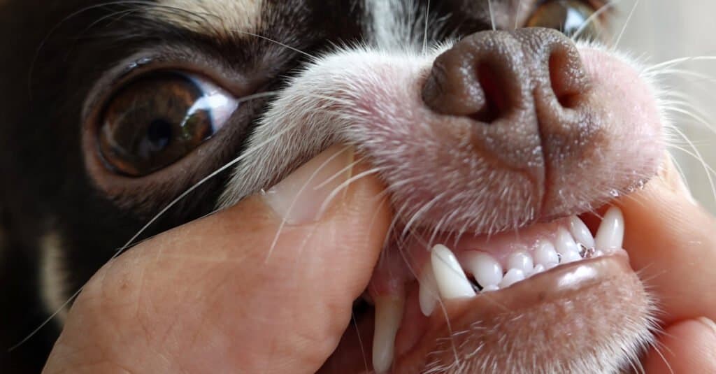 DENTS DE CHIHUAHUA - Un vétérinaire montrant ses dents