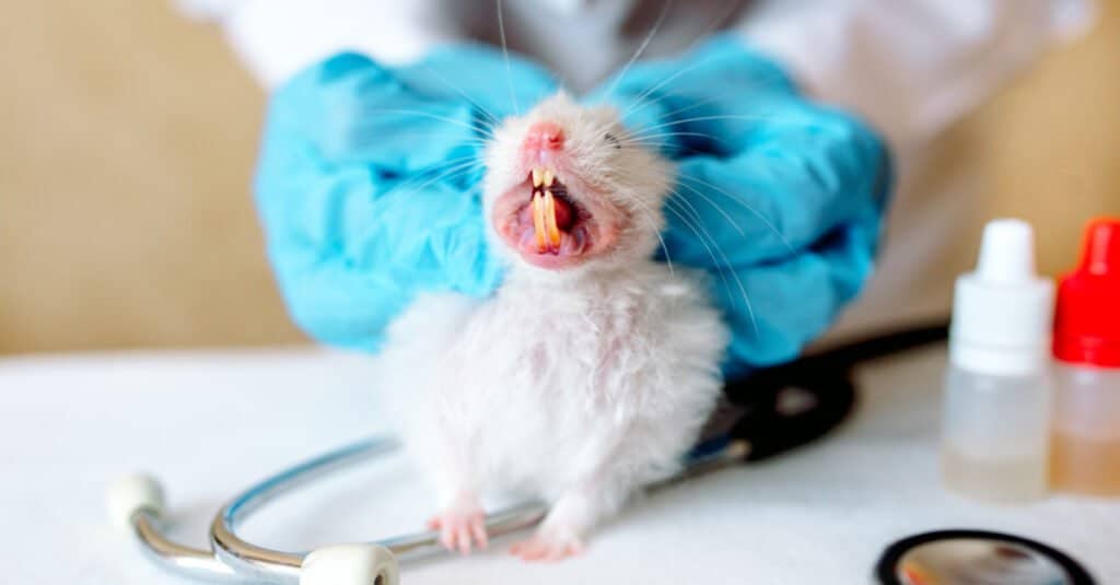 DID YOU KNOW? Hamsters have teeth that continue to grow throughout