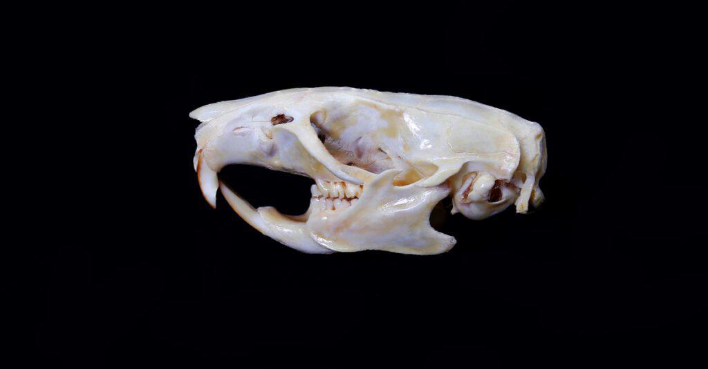 Rat Teeth - Rat Skull