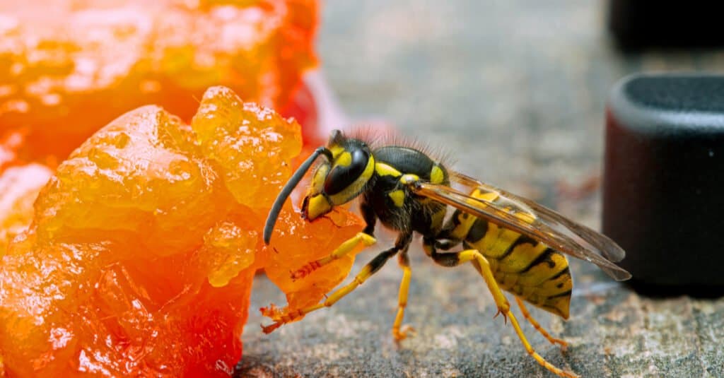 What do yellowjackets eat - Yellowjacket eating salmon