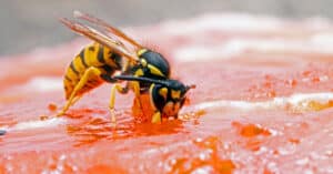 Wasp vs Yellow Jacket: 5 Key Differences Explained Picture