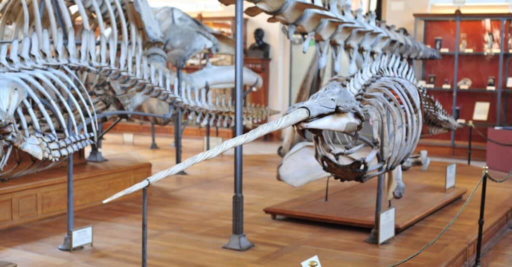 Narwhal Skull - Skull with Tusk Attached