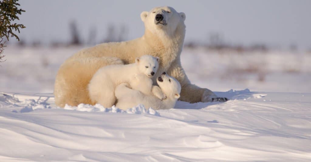Bébé ours polaire - oursons