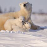 Only animals like polar bears can survive in the coldest places on earth.