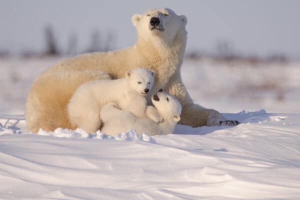 Only animals like polar bears can survive in the coldest places on earth.
