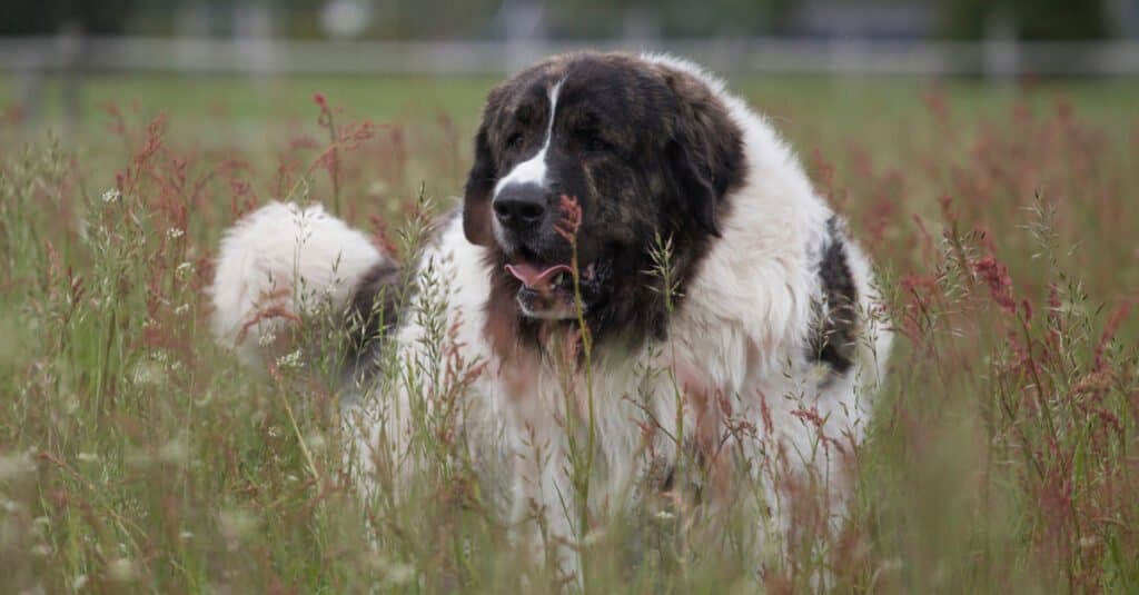 Largest Mastiffs - Pyrenean Mastiff 