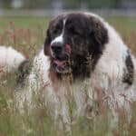 As a good-natured guardian and gentle giant, the Pyrenean mastiff is often aware of its superior strength, though it hardly needs to use it. 