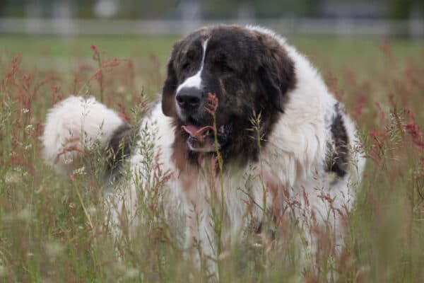 As a good-natured guardian and gentle giant, the Pyrenean mastiff is often aware of its superior strength, though it hardly needs to use it. 
