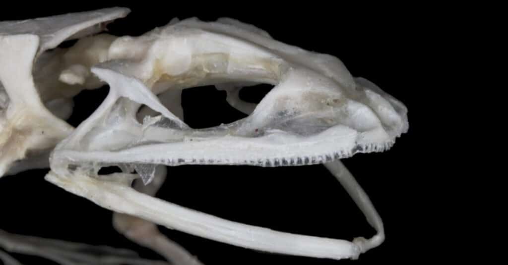 Frog Teeth - Frog Skeleton