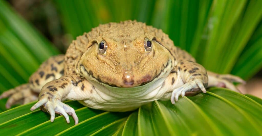 Largest Bullfrogs - Chinese Edible Frog