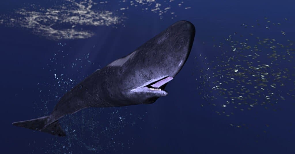 Sperm whale teeth - a sperm whale in the ocean