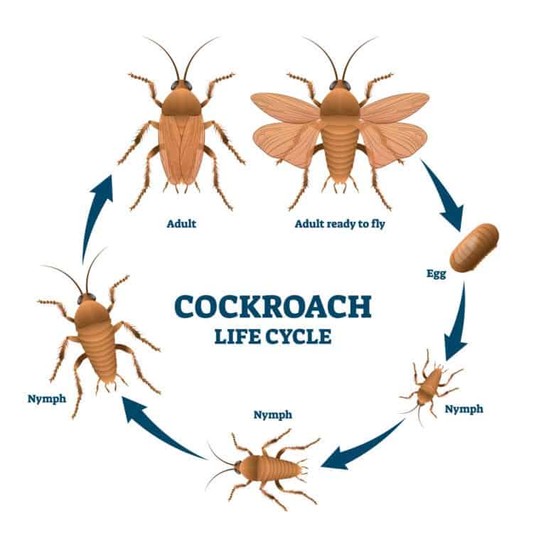Baby Cockroach - Cockroach Lifecycle