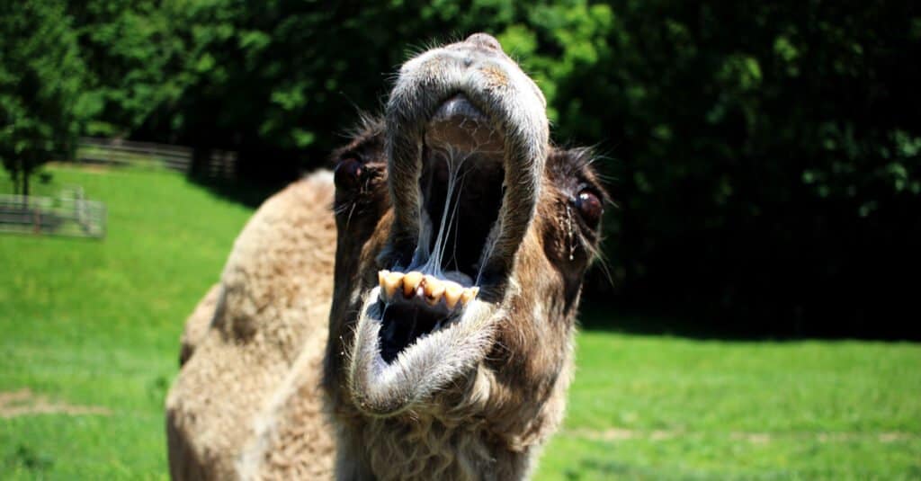 Camel Teeth - Aggressive Camel