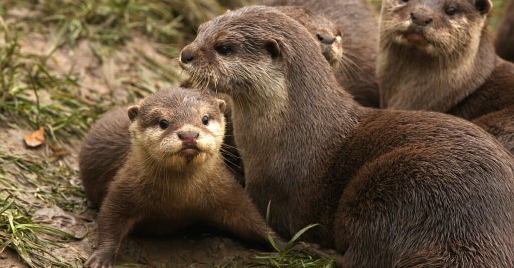 baby-otter-and-mother