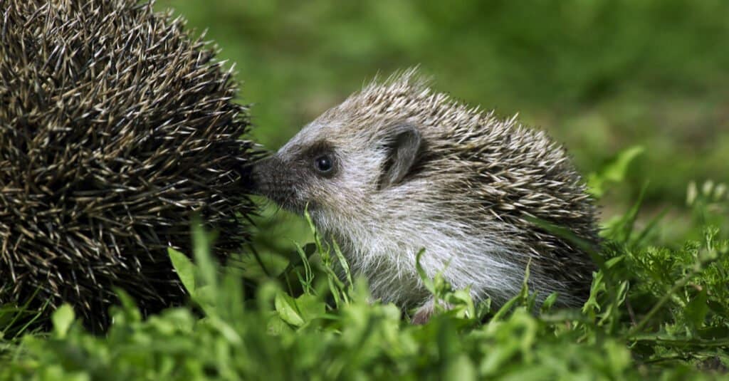 baby-hedgehog-following-mother