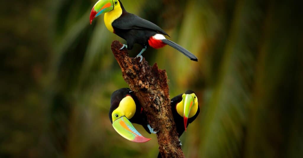 baby toucan group