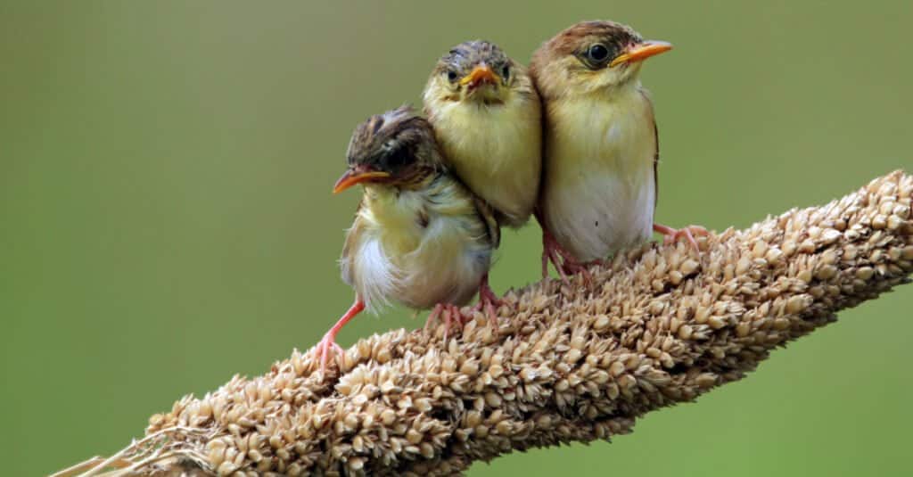baby-bird-friends
