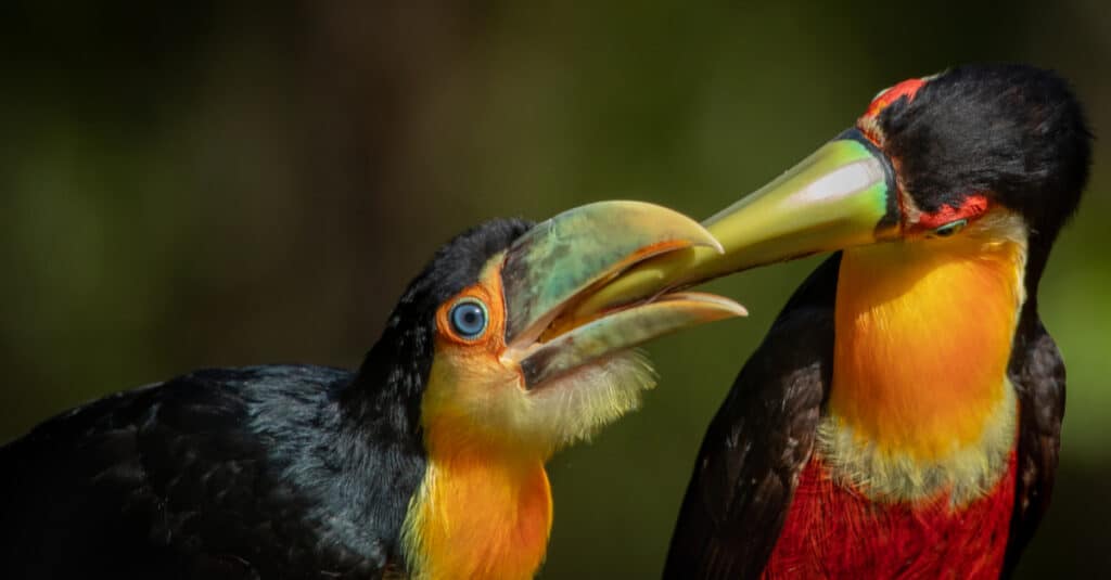 baby toucan eating