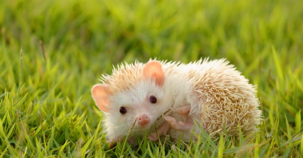 baby-hedgehog-in-grass