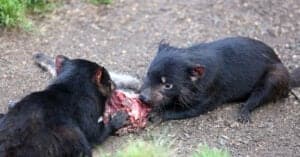What Do Tasmanian Devils Eat? Picture