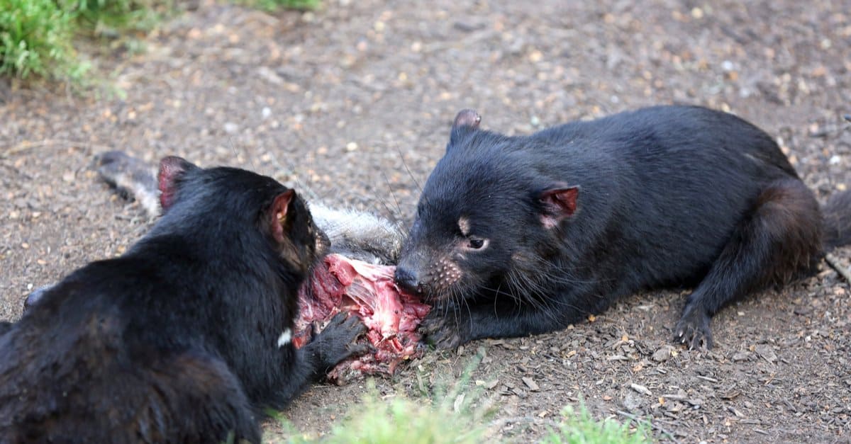 What do Tasmanian Devils Eat - Tasmanian Devils Eating