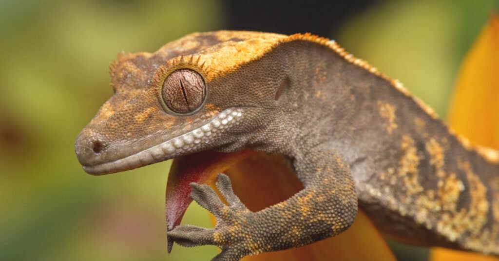 Crested Gecko - On Plant