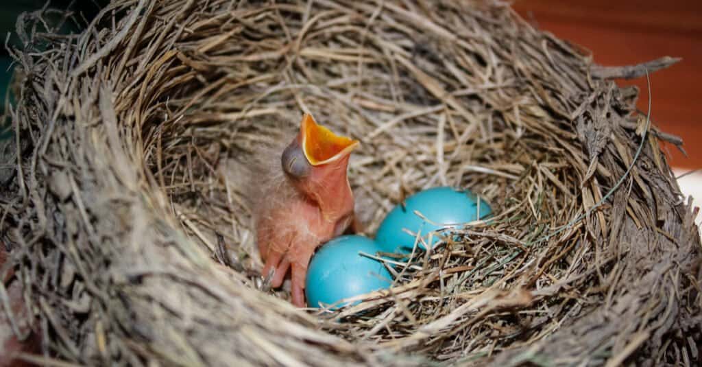 little robin and eggs