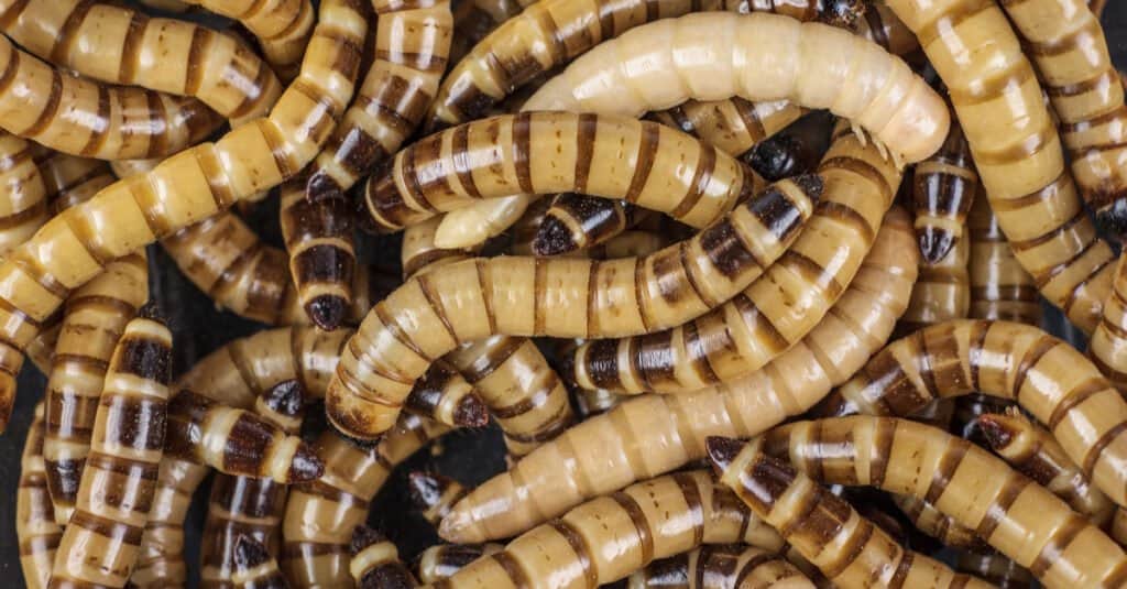 What do superworms eat - pet superworms