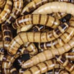 Superworm beetle