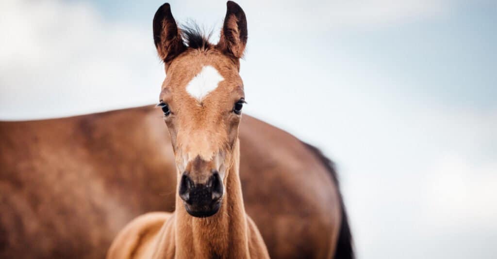 What's a baby horse called - foal