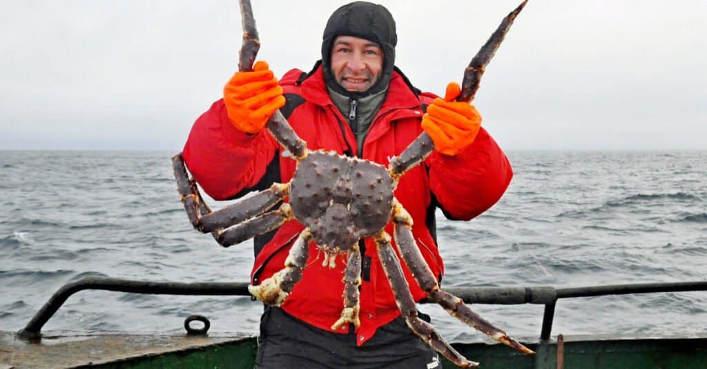 Largest King Crab - Red King Crab 