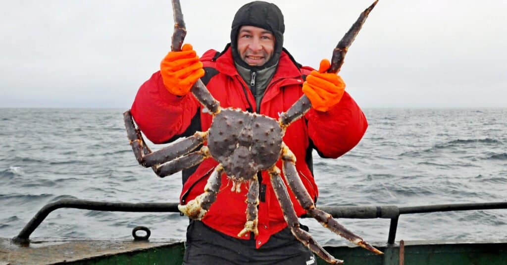 japanese spider crab compared to human