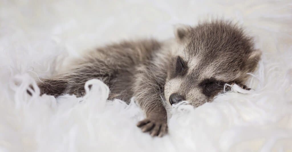 baby raccoon sleeping