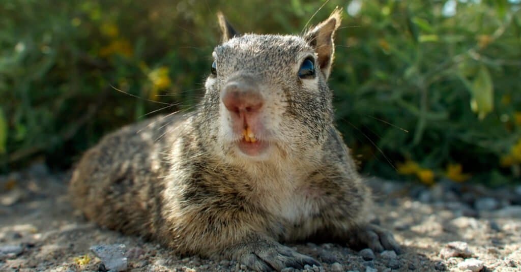 Squirrel Teeth - California Ground Squirrel