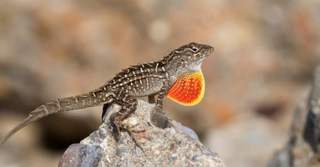 Here's a medium-sized lizard catching some Z's on a leaf in the