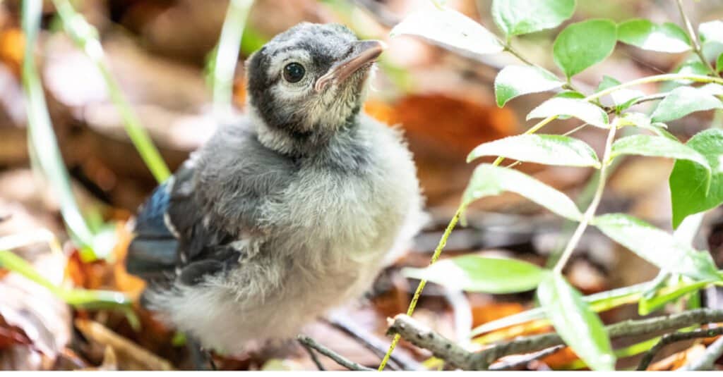 What's a Baby Blue Jay Called + 4 More Amazing Facts and Pictures! - AZ  Animals