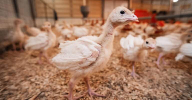 baby-turkey-closeup