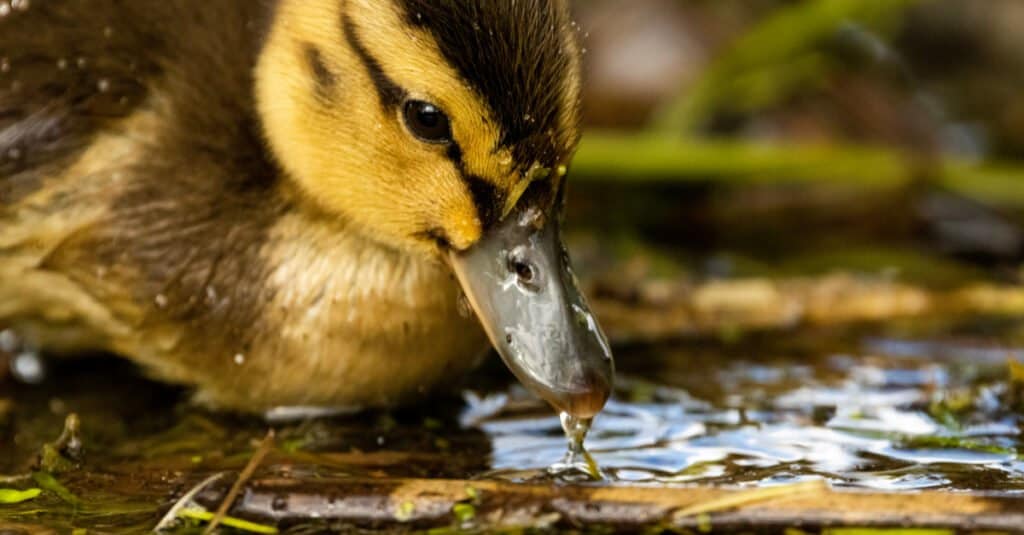 What do ducklings eat - duckling drinking