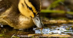 What Do Ducklings Eat? 13 Foods for Baby Ducks Picture