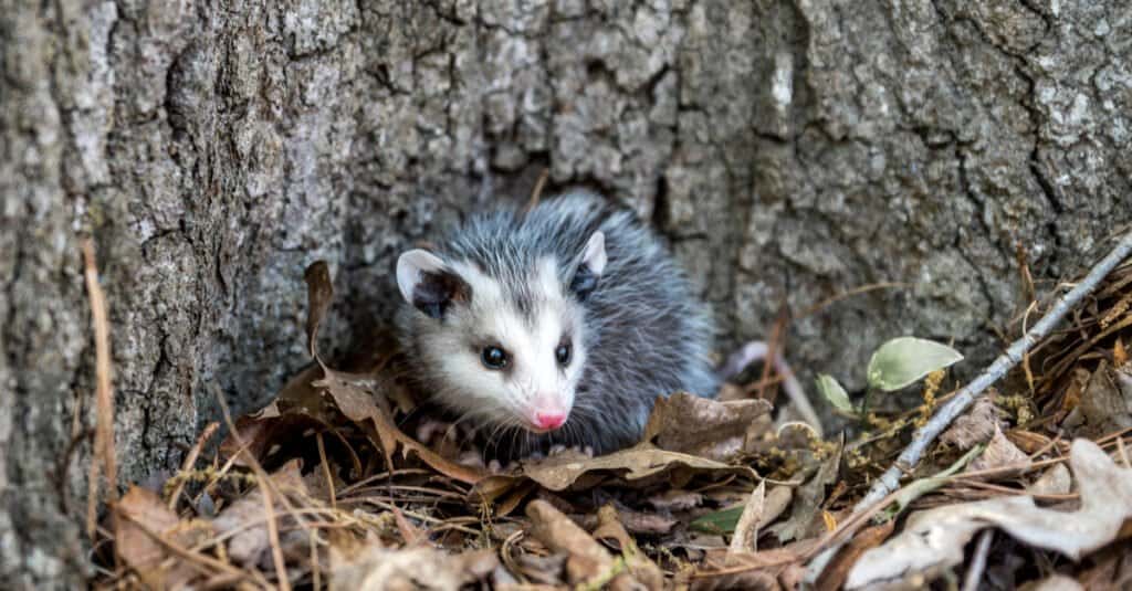 baby-opossum-in-the-fall